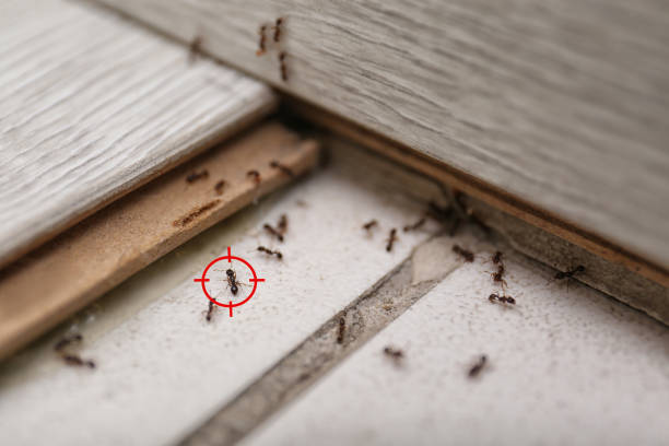 Pest Control for Restaurants in Elmwood Park, IL